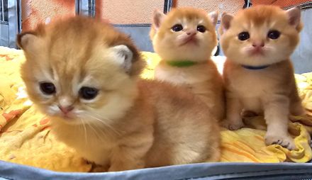 Bkh kitten in golden shaded und shell sind da!!!!!!!