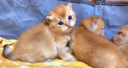 Bkh kitten in golden shaded und shell sind da!!!!!!!