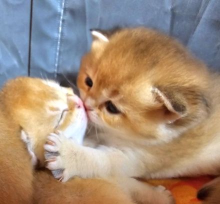 Bkh kitten in golden shaded und shell sind da!!!!!!!