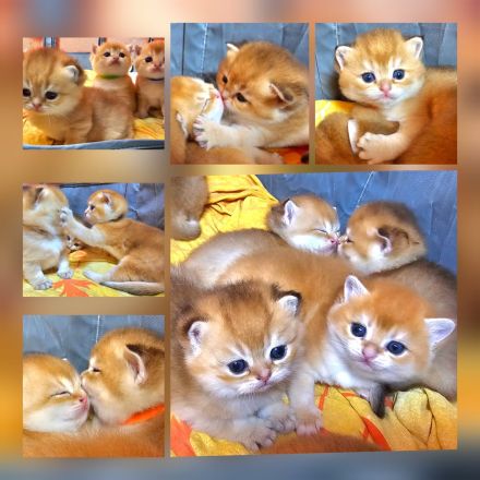 Bkh kitten in golden shaded und shell sind da!!!!!!!