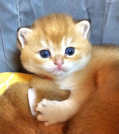 Bkh kitten in golden shaded und shell sind da!!!!!!!