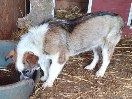 Lincoln, super freundlicher Hund, der die menschliche Aufmerksamkeit liebt, 1 Jahr, 37 cm