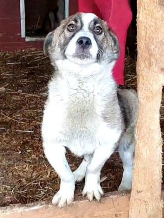 Lincoln, super freundlicher Hund, der die menschliche Aufmerksamkeit liebt, 1 Jahr, 37 cm