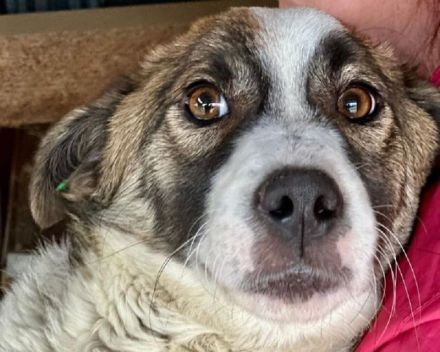 Lincoln, super freundlicher Hund, der die menschliche Aufmerksamkeit liebt, 1 Jahr, 37 cm