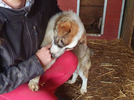 Lincoln, super freundlicher Hund, der die menschliche Aufmerksamkeit liebt, 1 Jahr, 37 cm