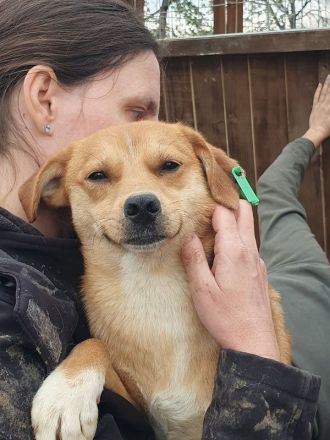 Pumuckl, sanfter aber sehr sozialer Junghund sucht liebevolles Zuhause, 1 Jahr, 41 cm