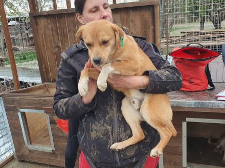 Pumuckl, sanfter aber sehr sozialer Junghund sucht liebevolles Zuhause, 1 Jahr, 41 cm