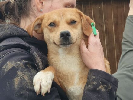 Pumuckl, sanfter aber sehr sozialer Junghund sucht liebevolles Zuhause, 1 Jahr, 41 cm