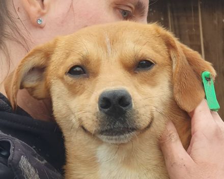 Pumuckl, sanfter aber sehr sozialer Junghund sucht liebevolles Zuhause, 1 Jahr, 41 cm
