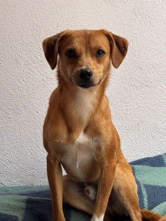 Pumuckl, sanfter Junghund sucht liebevolle, verständnisvolle Vertrauensperson, 2J, 41 cm