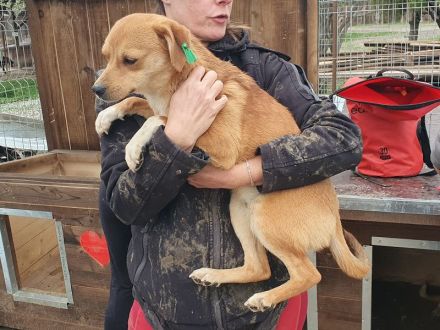 Pumuckl, sanfter aber sehr sozialer Junghund sucht liebevolles Zuhause, 1 Jahr, 41 cm