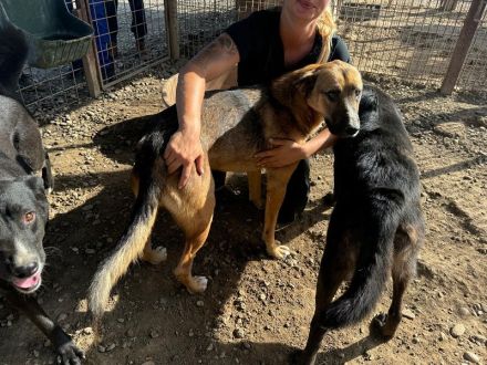 Kasper, toller Best-Buddy sucht seinen menschlichen Counterpart, 4 Jahre, 62 cm