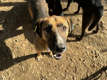 Kasper, toller Best-Buddy sucht seinen menschlichen Counterpart, 4 Jahre, 62 cm