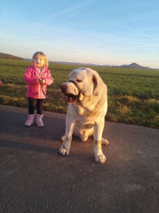 Alabei/ Ostasiatischer Schäferhund
