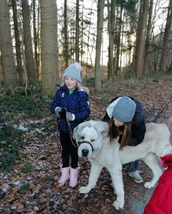 Alabei/ Ostasiatischer Schäferhund