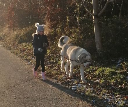 Alabei/ Ostasiatischer Schäferhund
