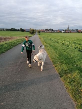 Alabei/ Ostasiatischer Schäferhund