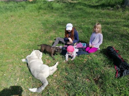 Alabei/ Ostasiatischer Schäferhund