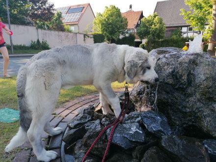Alabei/ Ostasiatischer Schäferhund