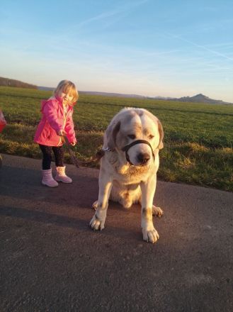 Alabei/ Ostasiatischer Schäferhund