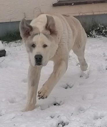 Alabei/ Ostasiatischer Schäferhund