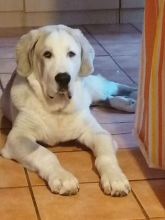 Alabei/ Ostasiatischer Schäferhund