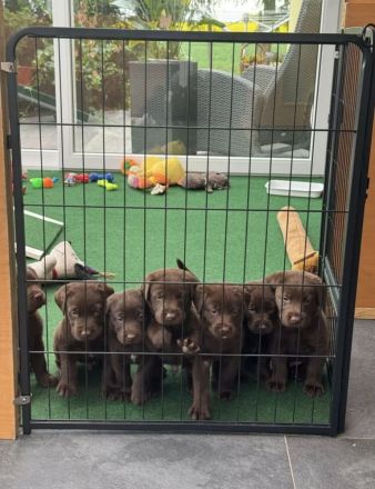 Verkaufen 7 wunderschöne Labrador Welpen