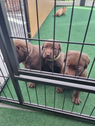 Verkaufen 7 wunderschöne Labrador Welpen