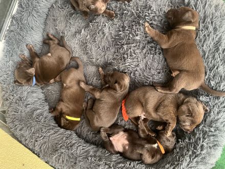 Verkaufen 7 wunderschöne Labrador Welpen
