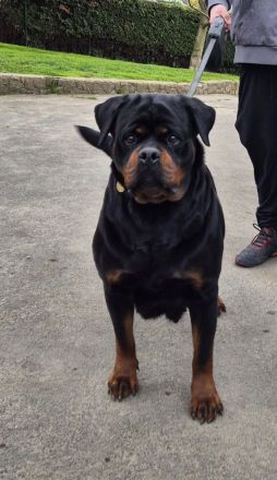 Rottweilerhündin abzugeben