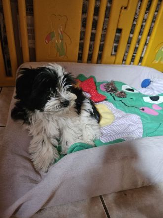 Biewer Yorkshire Terrier Welpen