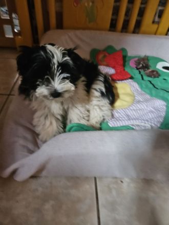 Biewer Yorkshire Terrier Welpen