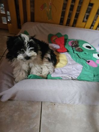 Biewer Yorkshire Terrier Welpen