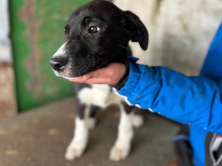 Sumi sucht ihr Für-immer-Zuhause