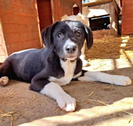 Sumi sucht ihr Für-immer-Zuhause