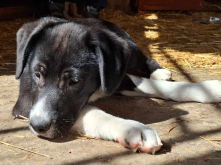 Sumi sucht ihr Für-immer-Zuhause