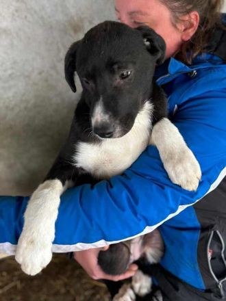 Sumi sucht ihr Für-immer-Zuhause