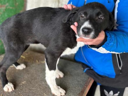 Sumi sucht ihr Für-immer-Zuhause