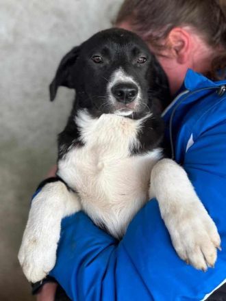 Sumi sucht ihr Für-immer-Zuhause