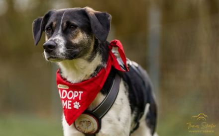 Wer hat ein warmes Körbchen für Diana?