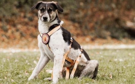 Wer hat ein warmes Körbchen für Diana?