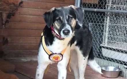 Wer hat ein warmes Körbchen für Diana?