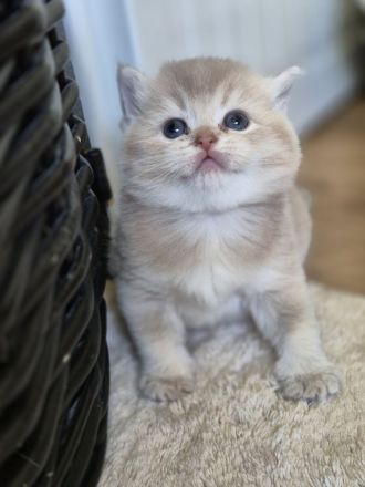 BKH Kitten mit Stammbaum!