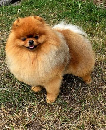 Pomeranian-Deckrüde