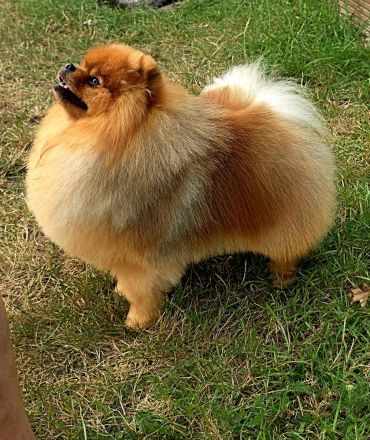 Pomeranian-Deckrüde