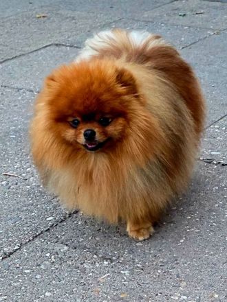Pomeranian-Deckrüde