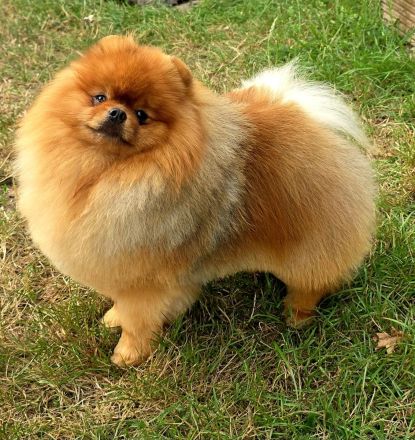 Pomeranian-Deckrüde
