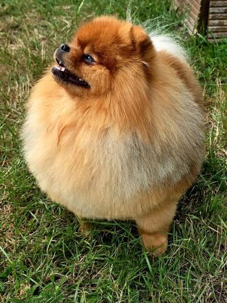 Pomeranian-Deckrüde