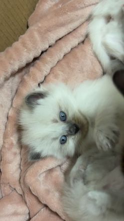 Katzen Türkisch Angora