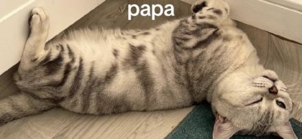 BKH - EKH Kittenmix sucht neues zuhause